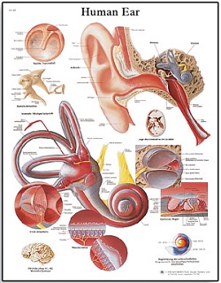 HUMAN EAR