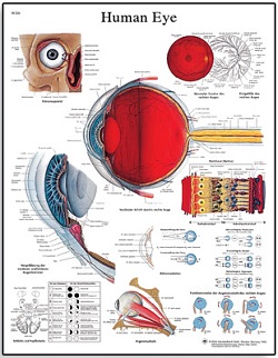 HUMAN EYE