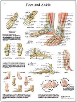 FOOT AND ANKLE