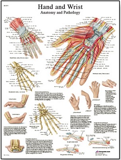 HAND AND WRIST ANATOMY