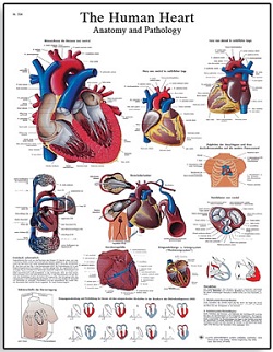 HUMAN HEART