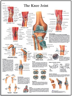 KNEE JOINT