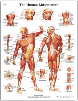 HUMAN MUSCULATURE