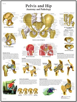 PELVIS AND HIP