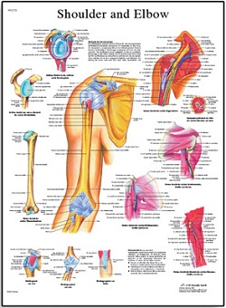 SHOULDER AND ELBOW