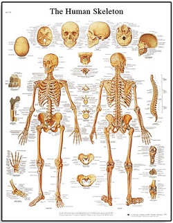 HUMAN SKELETON