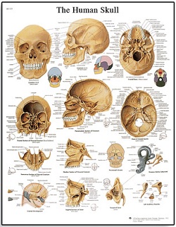 HUMAN SKULL