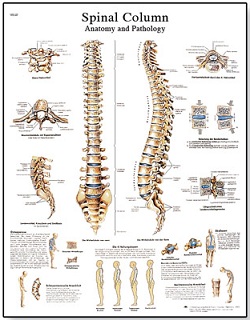 SPINAL COLUMN