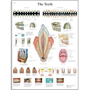 CHART - THE TEETH - LAMINATED VERSION