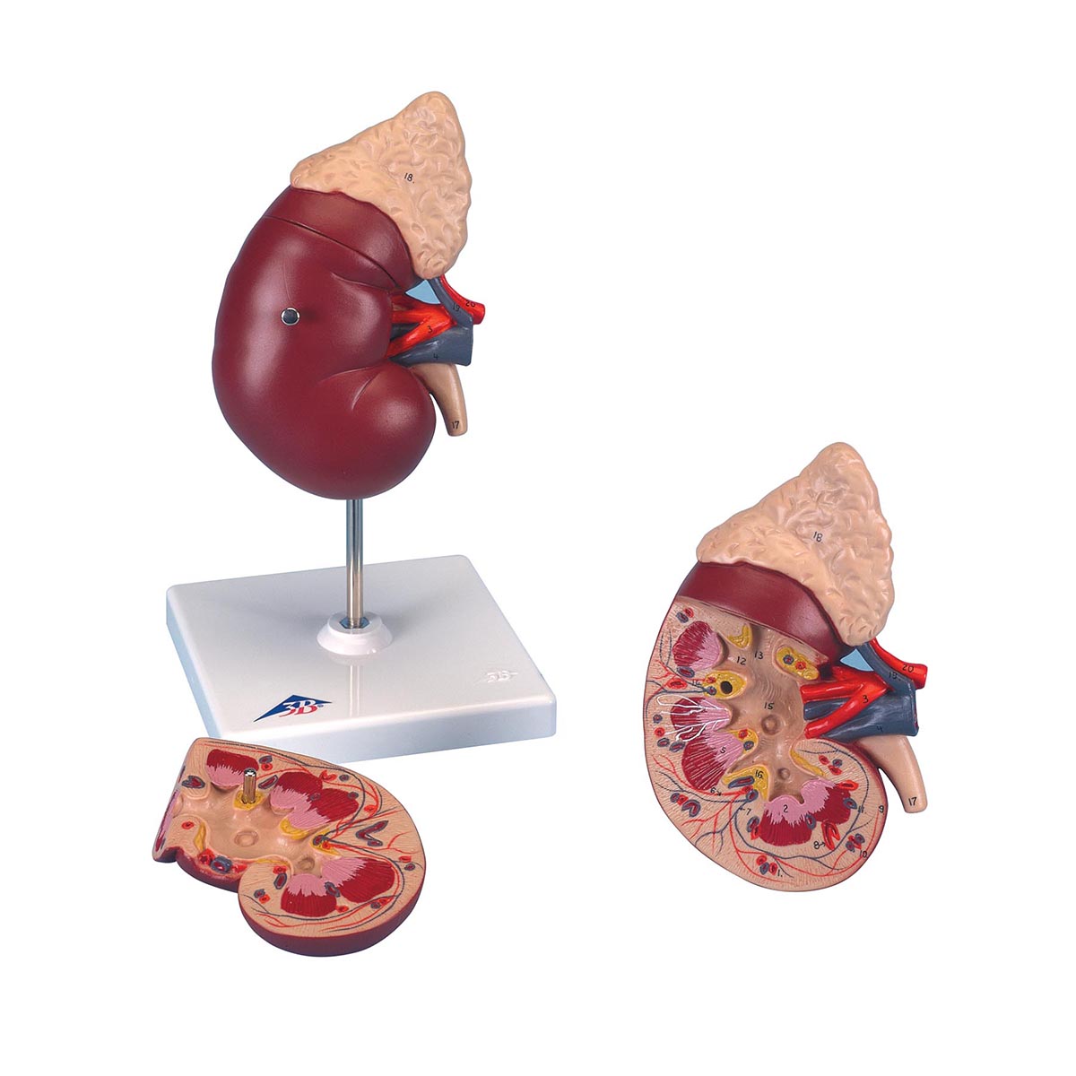 KIDNEY WITH ADRENAL GLAND, 2 PART