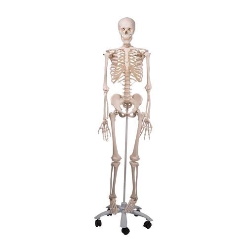 SKELETON STAN ON ROLLER STAND