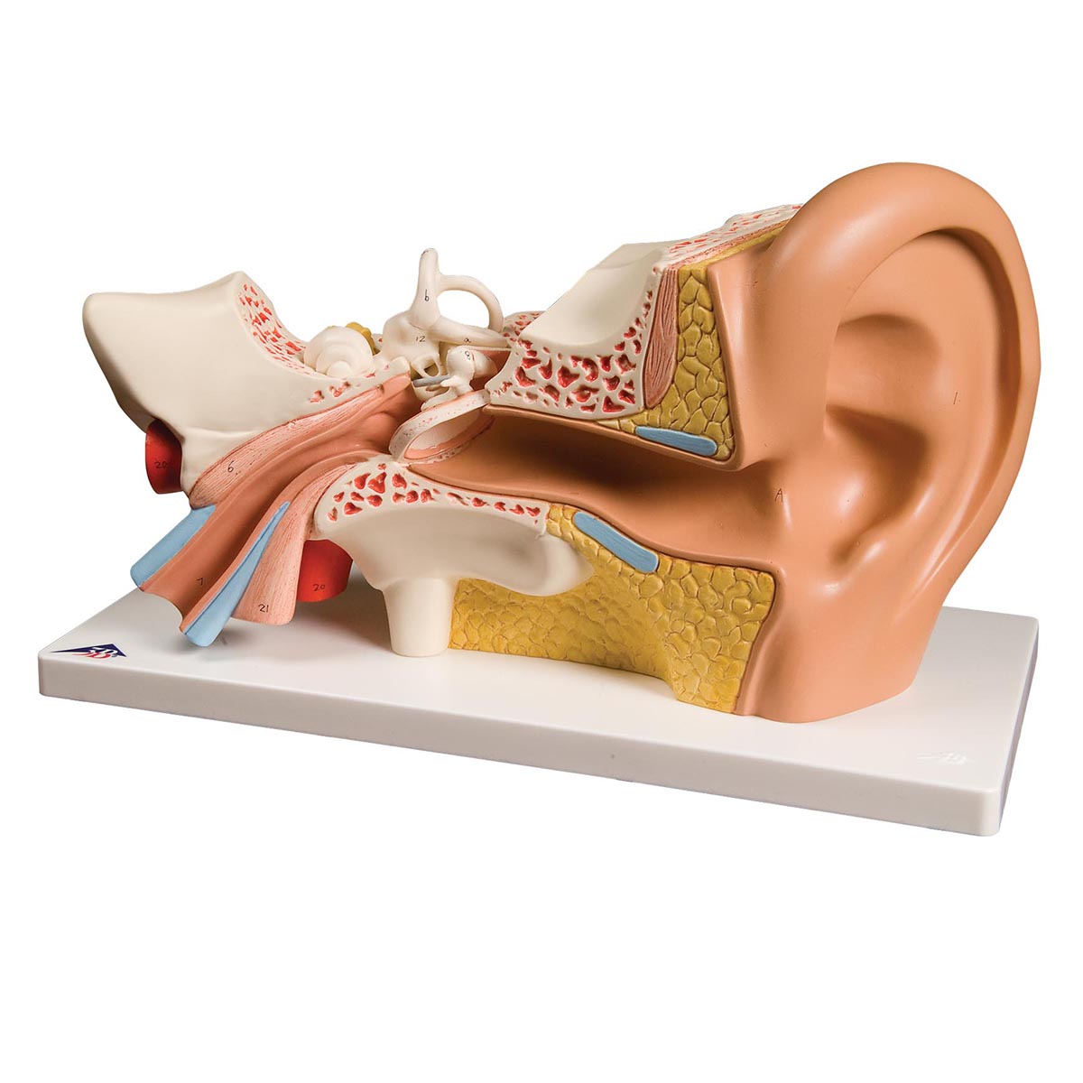 EAR 3 TIMES LIFE-SIZE, 6 PART (1000251)
