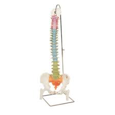 DIDACTIC FLEXIBLE SPINE WITH FEMUR HEADS