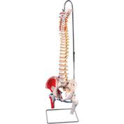 DIDACTIC FLEXIBLE SPINE MODEL 