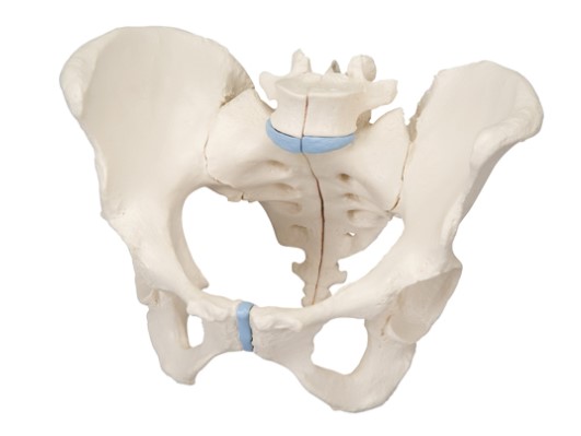 3B SCIENTIFIC ANATOMICAL MODEL - FEMALE PELVIS - 3 PARTS