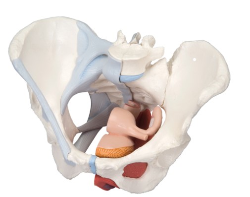 3B SCIENTIFIC ANATOMICAL MODEL - FEMALE PELVIS - 4 PARTS WITH LIGAMENT 